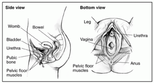 hlp_IC_Bladder_clip_image002_0000